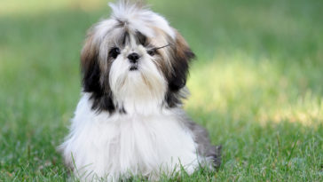 Is rice good for Shih Tzu?