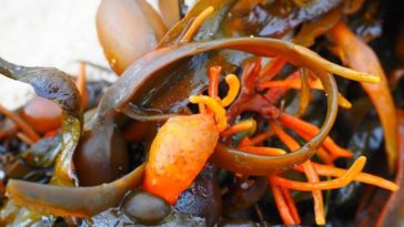 Is seaweed good for weight loss?