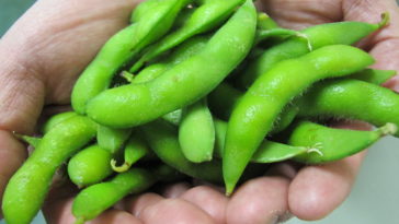 Is soybean and edamame the same thing?