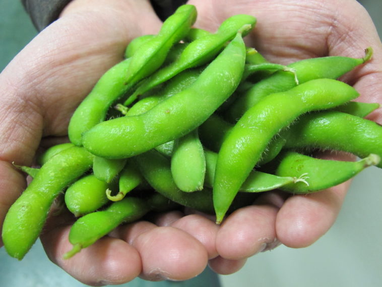 Is soybean and edamame the same thing?