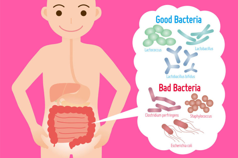 Is spelt good for your gut?