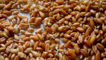 Is spelt the same as barley?