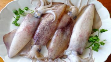 Is squid a meat or fish?