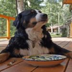 Is store bought bone broth safe for dogs?
