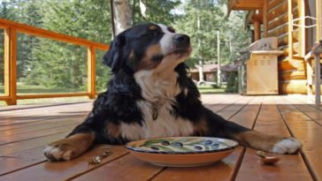 Is store bought bone broth safe for dogs?