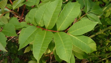 Is sumac poisonous to humans?