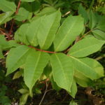 Is sumac poisonous to humans?