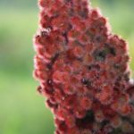 Is sumac safe to eat?