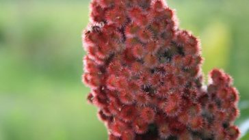Is sumac safe to eat?
