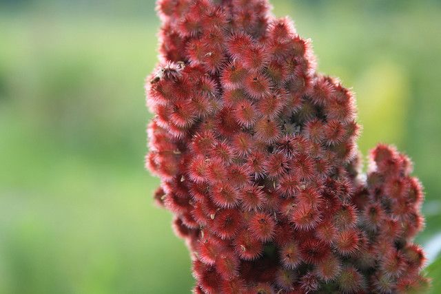 Is sumac safe to eat?