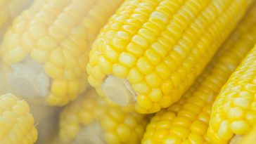 Is sweet corn good for weight loss?