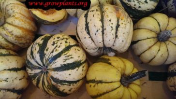 Is sweet dumpling squash a bush or vine?