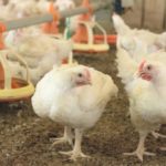 Is the chicken we eat male or female?