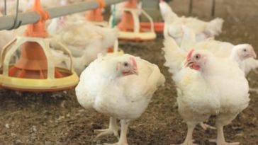 Is the chicken we eat male or female?