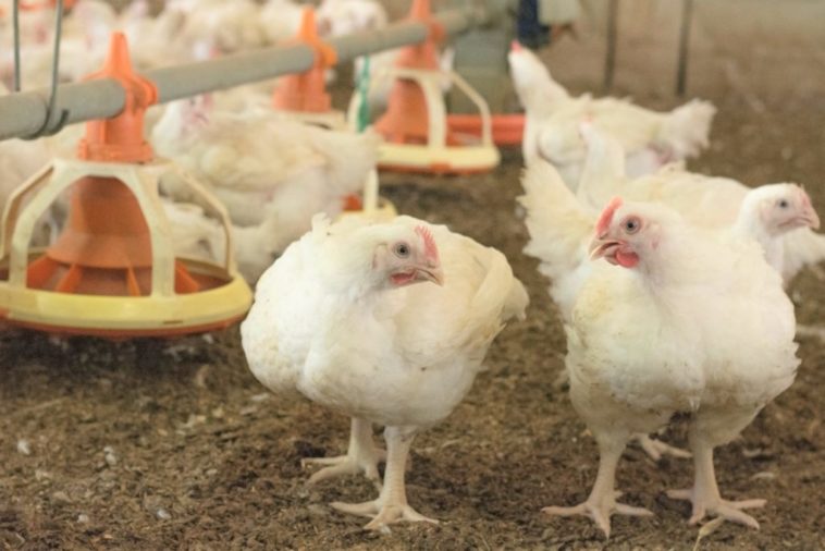 Is the chicken we eat male or female?