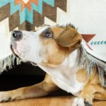 Is the farmer's dog FDA approved?