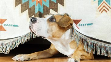 Is the farmer's dog FDA approved?