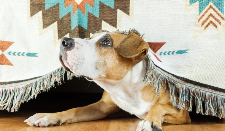 Is the farmer's dog FDA approved?