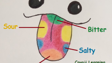 Is the tongue a muscular organ?