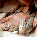Is there a picking crabs machine?