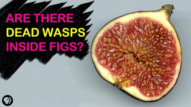 Is there a wasp in every fig?