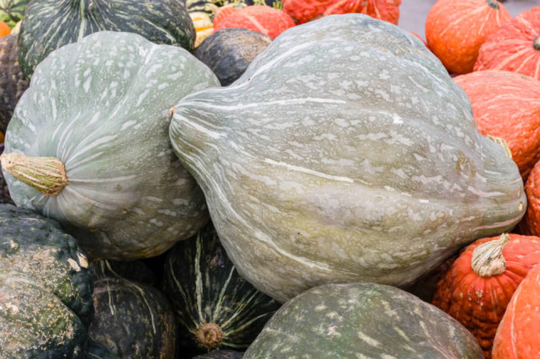 Is there another name for Hubbard squash?