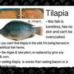 Is tilapia real fish?