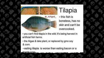 Is tilapia real fish?