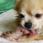 Is too much chicken bad for dogs?