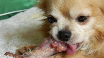 Is too much chicken bad for dogs?