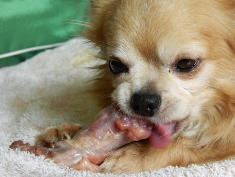 is-too-much-chicken-bad-for-dogs
