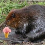 Is vanilla ice cream made of beaver pee?