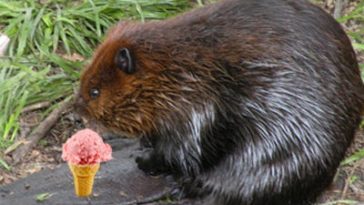 Is vanilla ice cream made of beaver pee?