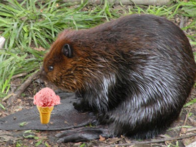 Is vanilla ice cream made of beaver pee?
