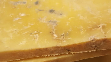 Is white mold on cheddar cheese harmful?