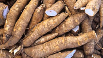 Is yucca a fruit or vegetable?