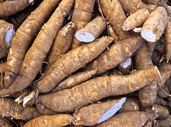 Is yucca a fruit or vegetable?