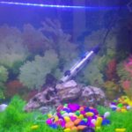 Should I change water after fish died?