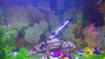 Should I change water after fish died?