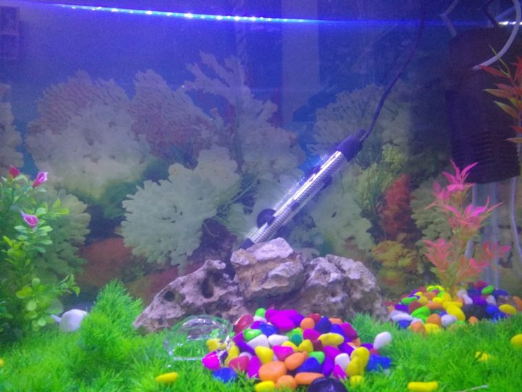 Should I change water after fish died?