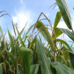 Should I cut the tassels off my corn?