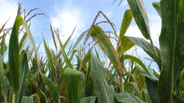 Should I cut the tassels off my corn?