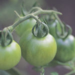 Should I pick green tomatoes?
