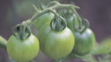 Should I pick green tomatoes?