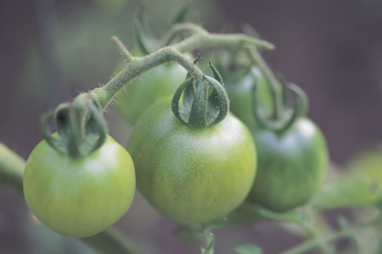 Should I pick green tomatoes?