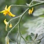Should I pinch off squash flowers?
