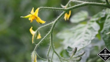 Should I pinch off squash flowers?