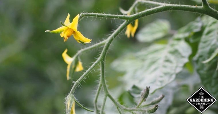 Should I pinch off squash flowers?