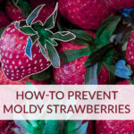Should I throw away all strawberries if one is moldy?