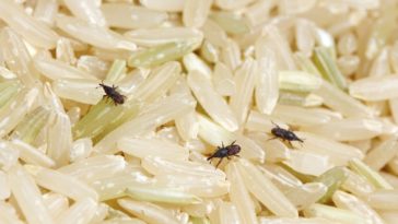 Should I throw away rice with weevils?